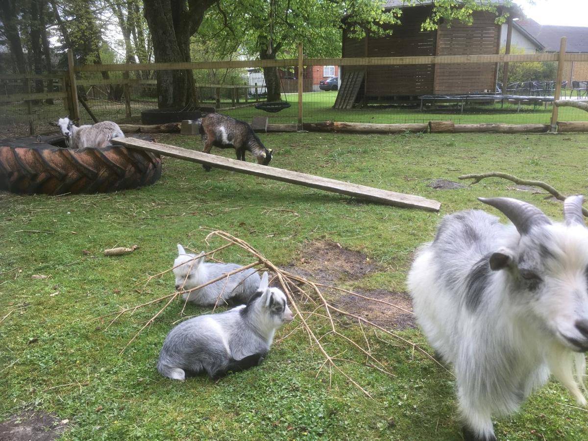 Hestkær Family Rooms Summer Camp Krogager Eksteriør bilde